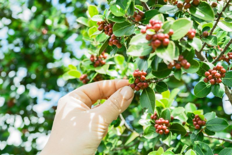 Coffee Cherries On Plant