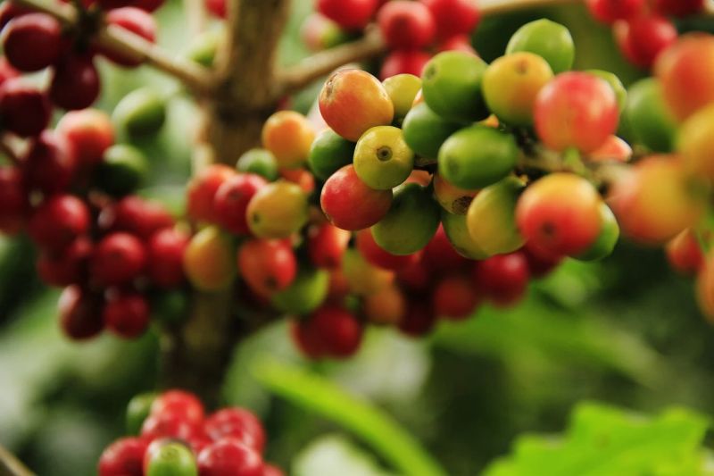 Non-GMO coffee cherries